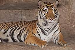 Tiger Zoo Si Racha IMG_1337.JPG